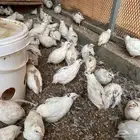 سمان أوروبي