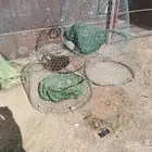 3شبوك للحمام