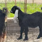 تيس عارضي