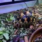 سلاحفه المشعه من النوادر