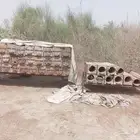 نحل بلدي