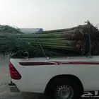 نخيل لبيع