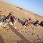 إيجار خيل وجمل وسيسي وماعز قزم