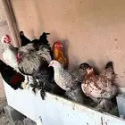 دجاج براهما