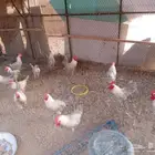 للبيع بيض فيومي