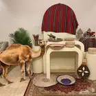 استقبال يوم التاسيس طاولات وستاند