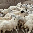 رخال مهجن حريات