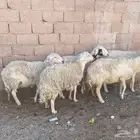 غنم حريه طيبه