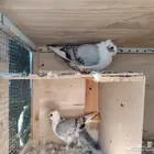 جوز حمام حب الرمان