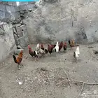 دجاج بلدي وعربي