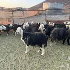 نجد مراح فاخر