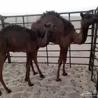 بكار مجاهيم قصب