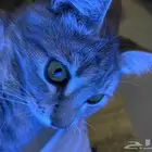 تبني