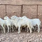 ضأن طيبه