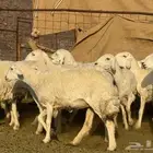 رخال حريات فاخره