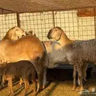 سواكن صنف للبيع