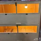 حضانه صوص دجاج