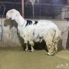 فحل نجدي