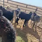 جفار عوارض مراح