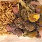 فروخ روز حلوين