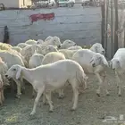 ضان ورخال صنف