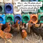 دجاج وديكه 7 اشهور