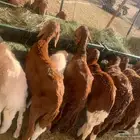 نعيمي وسواكن اسعار خااصه للجمله من اول 5 روس