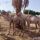 تيوس وقعدان صومالي جديده التفريد والجمله