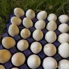بيض رومي سوبر جامبو اسود السعر 100 لطبق عرض