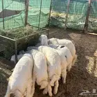 ذبائح نعيم حري نجدي تيوس