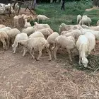 رخال بلدي