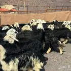 رخال نجد وضأن فاخره