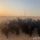 ماعز