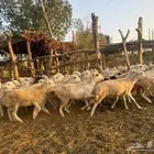 رخال رفيدي صنف فاخر