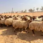 للبيع نعيمي
