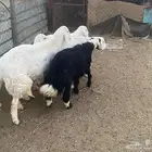 خرفان للبيع