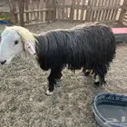 خروف فحل سنه رباع مشروط
