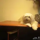 كلبه مالتيزر بيور للتزاوج