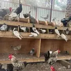 للبيع حمام شماعي للتواصل وتساب الموقع الاحساء مبرز
