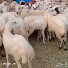 رخال رفيدي