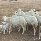 للبيع ضان ضان رفيديات ولد ودفيع مشاءالله تبارك الله