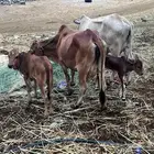 مبقر
