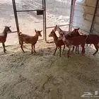 جفار محايليه للبيع