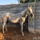 فرس شعبيه