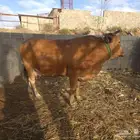 بقره لقحه