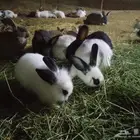 ارنب بلدي  وفرنسي