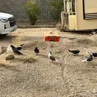 حمام سكاي كتر الاوكراني
