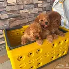 للبيع توي بودل جراوي بيور والاهالي مستوردين