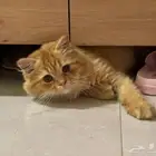 قط ذكر للتبني بأبها