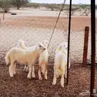 طليان ورخال للبيع